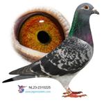 Postduif fond / overnacht duivin, Dieren en Toebehoren, Vogels | Duiven, Vrouwelijk, Postduif