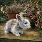 Raszuiver black harli full face engels angora rammetje, Dieren en Toebehoren, Mannelijk, Middelgroot, 0 tot 2 jaar