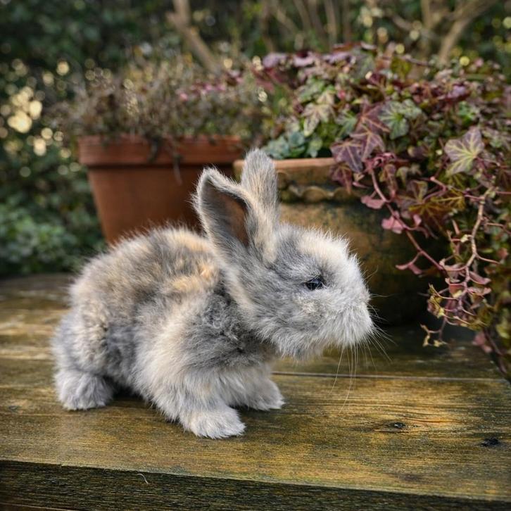 Raszuiver black harli full face engels angora rammetje, Dieren en Toebehoren, Konijnen, Middelgroot, Mannelijk, 0 tot 2 jaar