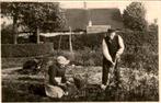Blaricum - Aardappelrooien, Ophalen of Verzenden, 1940 tot 1960, Gelopen, Noord-Holland