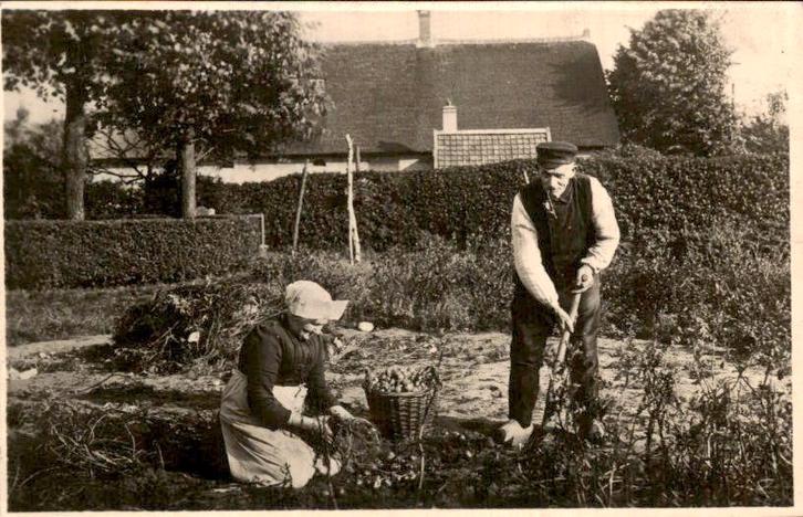 Blaricum - Aardappelrooien, Verzamelen, Ansichtkaarten | Nederland, Gelopen, Noord-Holland, 1940 tot 1960, Ophalen of Verzenden