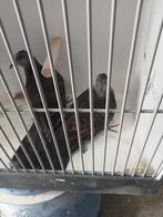 Mooi koppel dusky tortels, Meerdere dieren, Geringd