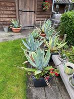 Agave planten, Tuin en Terras, Ophalen, Bloeit niet, Overige soorten, Volle zon