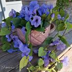 Petunia hangplant, Ophalen of Verzenden, Nieuw, Binnen