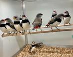 Gezocht verschillende soorten vogels, Dieren en Toebehoren, Vogels | Overige Vogels, Meerdere dieren