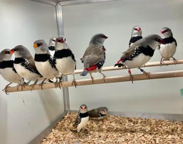 Gezocht verschillende soorten vogels  beschikbaar voor biedingen