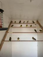 Raza espagnola kanaries, Dieren en Toebehoren, Vogels | Kanaries, Meerdere dieren, Kleurkanarie