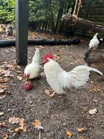 Serama kippen hen en haan, Dieren en Toebehoren, Meerdere dieren, Kip