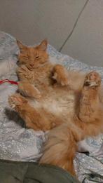Polydactyle maine coon gevraagd, Kater, Gechipt, 0 tot 2 jaar