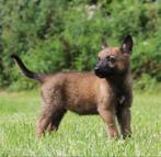 Twaalf prachtige Mechelse herderpups te koop, Dieren en Toebehoren, Rabiës (hondsdolheid), 8 tot 15 weken, Meerdere, Meerdere dieren