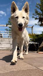 witte herder pups, Dieren en Toebehoren, CDV (hondenziekte), 8 tot 15 weken, Meerdere, Meerdere dieren
