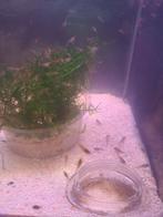 Wildkleur garnalen, Dieren en Toebehoren, Vissen | Aquariumvissen, Kreeft, Krab of Garnaal