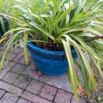 Cymbidium orchidee in blauwe pot - winterhard!, Tuin en Terras, Ophalen, Overige soorten, Volle zon