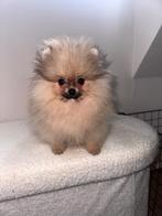Mini pomeriaan te koop, Keeshond, Reu, 8 tot 15 weken, Meerdere