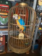 Papagaai Praat Zingt en Speelt in antieke kooi Zeer Uniek, Ophalen of Verzenden, Overige typen