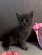 Ragdoll X Nebelung, Dieren en Toebehoren, Kater, Ontwormd