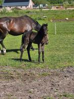 Prachtig veulen van Mc laren, Dieren en Toebehoren, Paarden, Merrie, Dressuurpaard, Ontwormd, 0 tot 2 jaar