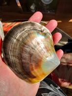 Mooie grote schelp, Verzamelen, Mineralen en Fossielen, Ophalen of Verzenden, Schelp(en)
