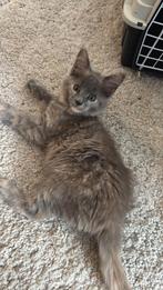 Maine coon kittens met stamboom, Dieren en Toebehoren, Meerdere dieren, Gechipt, 0 tot 2 jaar