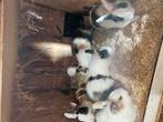 Te koop jonge dwerg konijntjes, Dieren en Toebehoren, Konijnen, Vrouwelijk, Dwerg