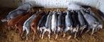 Dwerggeit bok CAE en CL-vrij camel blauwschimmel black&tan, Dieren en Toebehoren, Schapen, Geiten en Varkens, Mannelijk, Geit