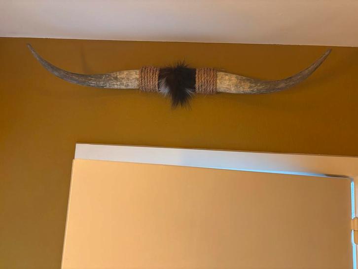 2 Bullbaars met Koeienhuid - Wanddecoratie, Huis en Inrichting, Woonaccessoires | Wanddecoraties, Gebruikt, Ophalen