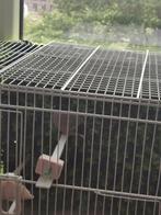 Noordse Goudvink Pop Wildkleur Geel, Vrouwelijk, Wildzangvogel, Geringd