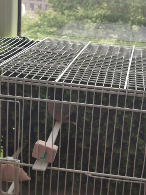 Noordse Goudvink Pop Wildkleur Geel, Dieren en Toebehoren, Vogels | Overige Vogels, Wildzangvogel, Vrouwelijk, Geringd