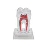 Kies Menselijk Anatomie Model / Tandarts Orthodontist Tand, Ophalen of Verzenden, Nieuw