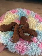 Toy poedel puppy  Red Braun 🐩🐩🐩🐩, Dieren en Toebehoren, Keeshond, Reu, CDV (hondenziekte), 8 tot 15 weken