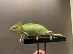 Jemen kameleon + terrarium en onderkast, Dieren en Toebehoren, 0 tot 2 jaar
