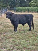 Schotse hooglander stier, Dieren en Toebehoren, Mannelijk, 3 tot 6 jaar