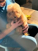 Dwergpoedel teefje 1,5 jaar oud, Dieren en Toebehoren, Honden | Chihuahua's en Gezelschapshonden, Poedel, Rabiës (hondsdolheid)