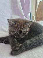 Britse Korthaar KittenKater–milo (Black Smoke) met Stamboom, Dieren en Toebehoren, Katten en Kittens | Raskatten | Korthaar, Kater