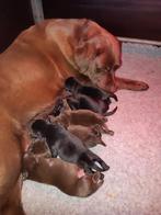 ZEER mooi labrador pups met stamboom, Dieren en Toebehoren, Honden | Retrievers, Spaniëls en Waterhonden, Rabiës (hondsdolheid)