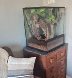 Terrarium MET wimpergekko, Dieren en Toebehoren, Hagedis, 3 tot 6 jaar