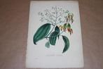 Antieke handgekleurde botanische prent - Laurus Cassia 1830!, Verzamelen, Foto's en Prenten, Nieuw, Ophalen of Verzenden, Prent