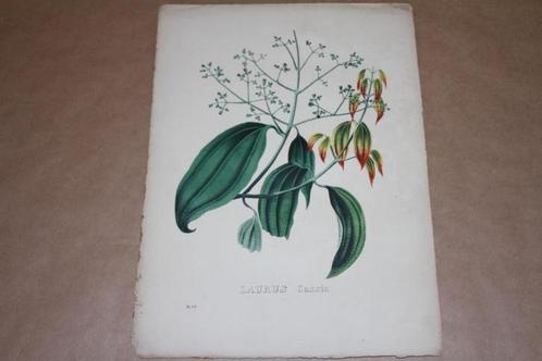 Antieke handgekleurde botanische prent - Laurus Cassia 1830!, Verzamelen, Foto's en Prenten, Nieuw, Prent, Ophalen of Verzenden