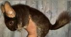 TK chinchilla,s, Dieren en Toebehoren, Knaagdieren, Chinchilla, Juni, Meerdere dieren, Tam