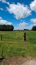 Paarden pension paardenstalling, Dieren en Toebehoren, Stalling en Weidegang, Weidegang, 2 of 3 paarden of pony's