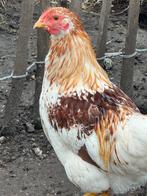 Wyandotte haantjes, Dieren en Toebehoren, Pluimvee, Mannelijk, Kip