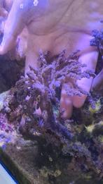 3x Zeeaquarium Koraal, Overige typen, Zoutwatervis