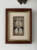 Appias Indra vlinders in vintage lijst, Ophalen of Verzenden