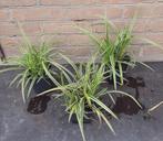 Carex Icedance Irish Green Morrowi Evergold Prairie fire, Tuin en Terras, Planten | Tuinplanten, Ophalen, Siergrassen, Halfschaduw