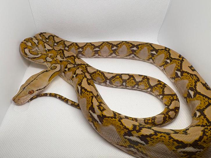 Mochino Retic