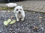 Maltezer pups, Maltezer, Rabiës (hondsdolheid), 8 tot 15 weken, Meerdere