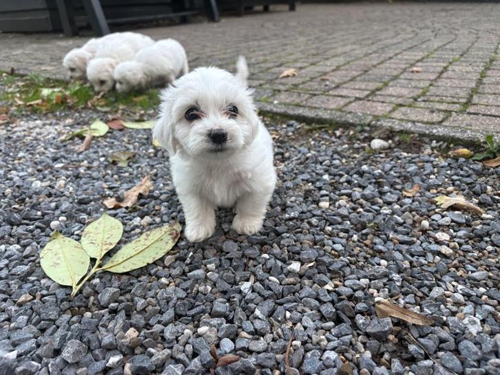Maltezer pups, Dieren en Toebehoren, Honden | Chihuahua's en Gezelschapshonden, Meerdere dieren, Maltezer, Particulier, Meerdere