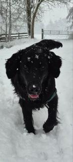 Hoera onze Woefke (flatcoated retriever) heeft puppies, Dieren en Toebehoren, Honden | Retrievers, Spaniëls en Waterhonden, Rabiës (hondsdolheid)