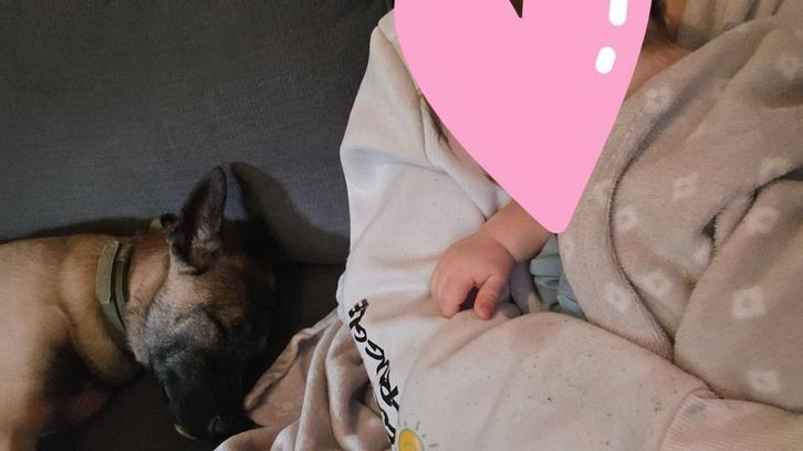 Anatolische Herder x Hollandse Herder geboren op 03-08-2025., Dieren en Toebehoren, Honden | Herdershonden en Veedrijvers, Teef