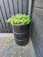 2 zwarte oliedrums, Tuin en Terras, Bloembakken en Plantenbakken, Ophalen, Gebruikt, Rond, Minder dan 60 cm